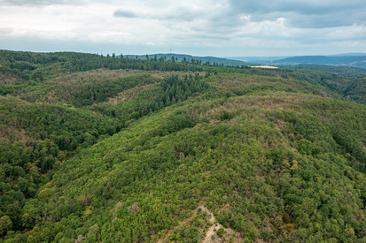 Erhebung zum Waldzustandsbericht beginnt / Staatssekretärin Brixius besucht Außenaufnahmen bei Traben-Trarbach Erhebung zum Waldzustandsbericht beginnt / Staatssekretärin Brixius besucht Außenaufnahmen bei Traben-Trarbach