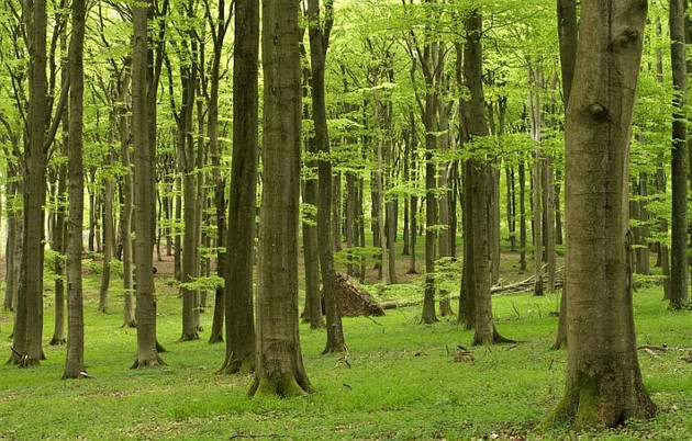 Die Pfälzerwald-Apotheke: Ein Besuch in der Praxis von Frau Doktor Natur Die Pfälzerwald-Apotheke: Ein Besuch in der Praxis von Frau Doktor Natur