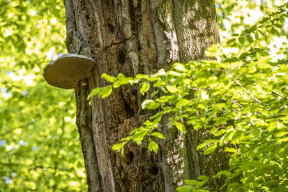 Hat Holz noch eine Zukunft? Hat Holz noch eine Zukunft?