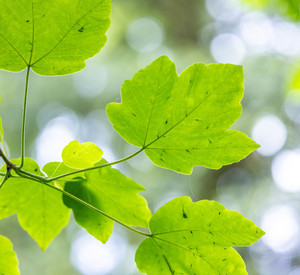 Berg-Ahorn (Acer pseudoplatanus) Das Bild zeigt den grün belaubten Zweig eines Berg-Ahorns.
