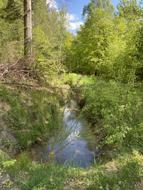 Wasserrückhalt in der waldbaulichen Praxis