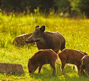 Schwarzwild in seinem natürlichen Lebensraum