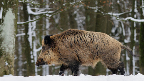 Angeschwemmter Wildschweinkadaver im Rhein-Hunsrück-Kreis: Afrikanische Schweinepest nachgewiesen