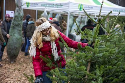 Weihnachtsbäume und Wildbret aus Rheinland-Pfalz