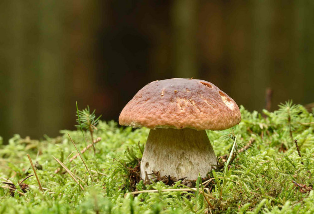 Entwarnung für Pilzsammler: Cäsium-Belastung in Wildpilzen bleibt niedrig Entwarnung für Pilzsammler: Cäsium-Belastung in Wildpilzen bleibt niedrig